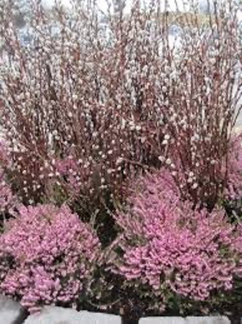 French Pussy Willow Gallon Pot - Silky Catkins - Salix caprea - Deciduous Shrub for USDA Zones 5-9 - Perfect for Gardens