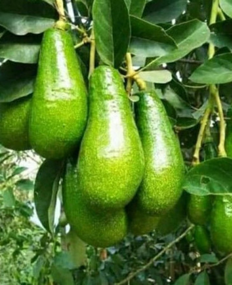 Grafted Russell Avocado Tree 3 Gallon Pot - Persea americana - Tropical Fruit Tree for Home Garden