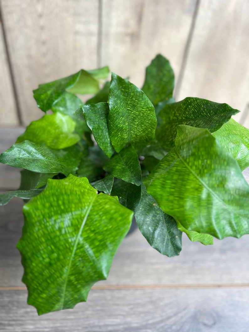 Calathea Musaica Plant, 6" Pot, Network Calathea, Non-Toxic Indoor Houseplant, Easy Care, Calathea musaica