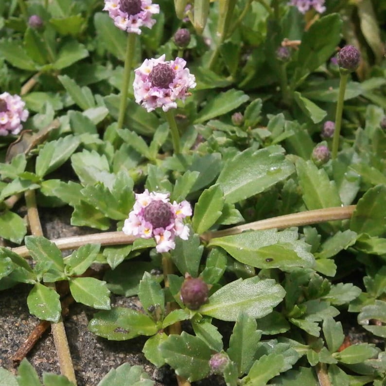 Frogfruit Live Plant 3.5" Pot - Turkey Tangle - Phyla nodiflora - Full Sun to Part Shade - Zones 7-11 - Pollinator Friendly