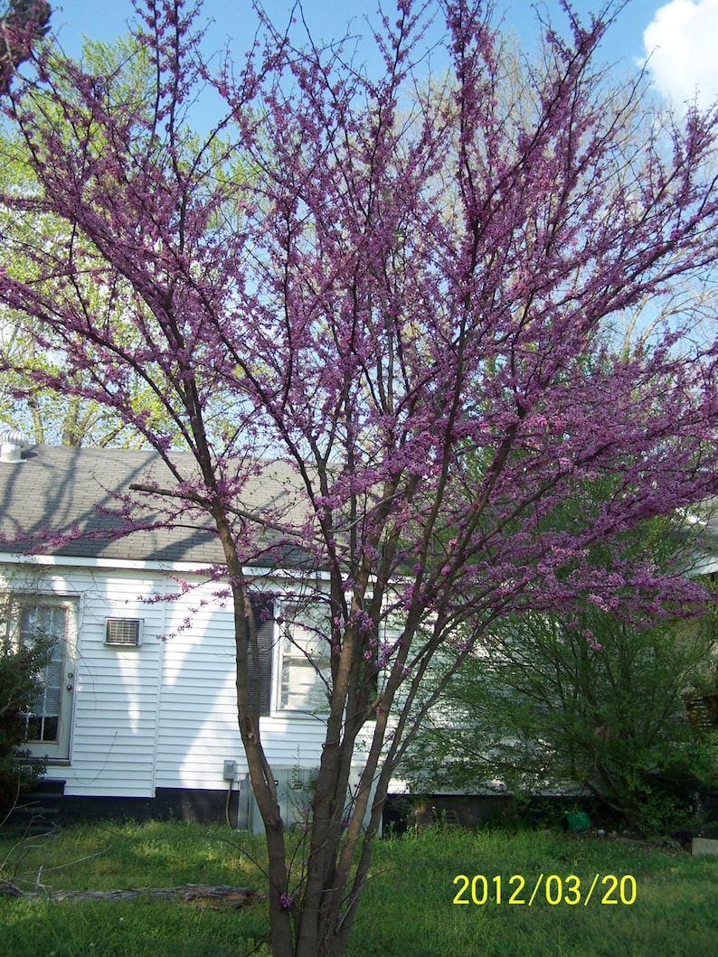 Redbud Trees 4" Container 2 Pack, Rosy-Pink Flowers, Cercis canadensis, Ideal for Zones 4-9, Perfect for Woodland Gardens