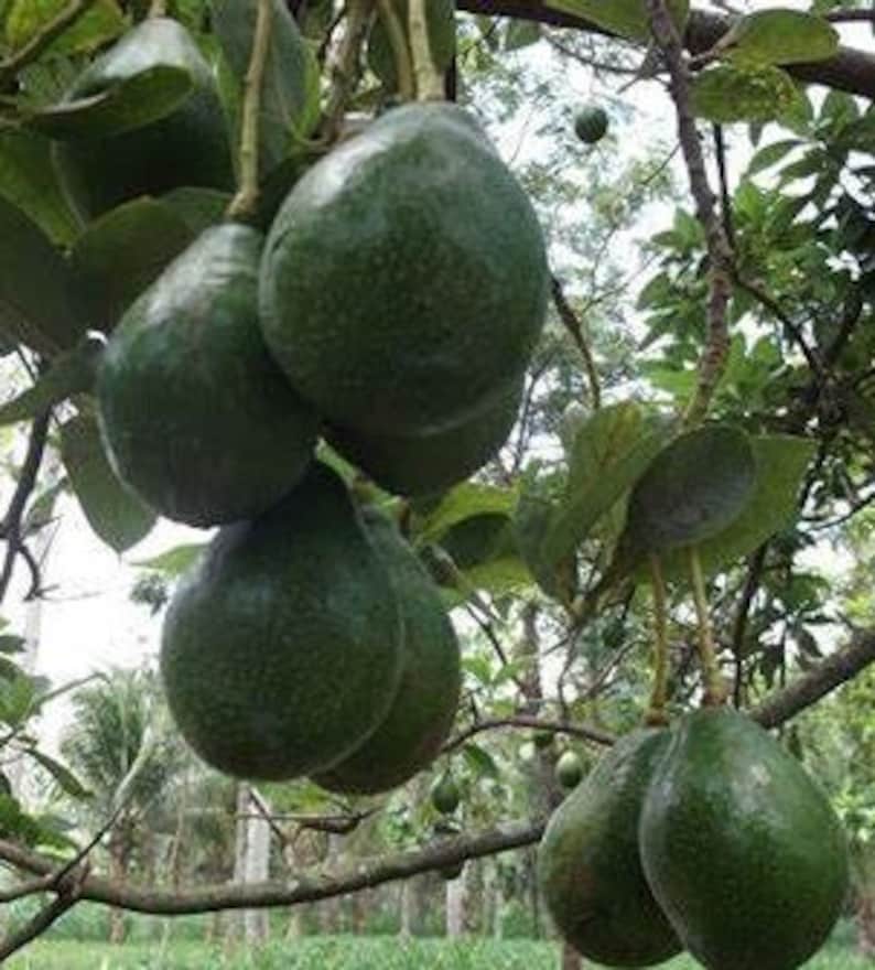 Catalina Avocado Tree 3 Gallon Pot Grafted Persea americana Indoor/Outdoor Edible Plant for Home Gardens