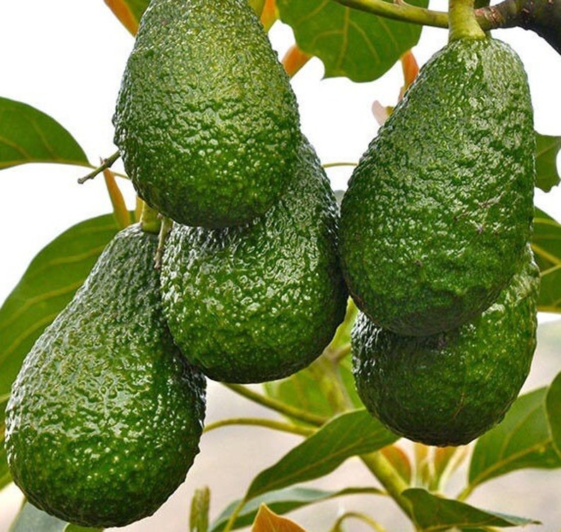 Hass Avocado Tree 3 Gallon Pot Grafted Persea americana Ideal for Guacamole, No Ship to CA & HI