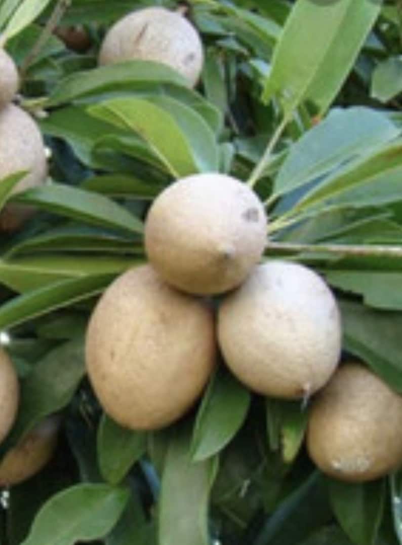 Mamey Sapote Tree 1/2 Gallon Pot | Pouteria sapota | Sweet Tropical Fruit Plant for Gardens