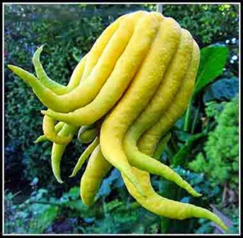 Buddha's Hand Citrus Tree - 1/2 Gallon Pot - Unique Fingered Citron - Citrus medica var. sarcodactylis - Florida Shipping Only