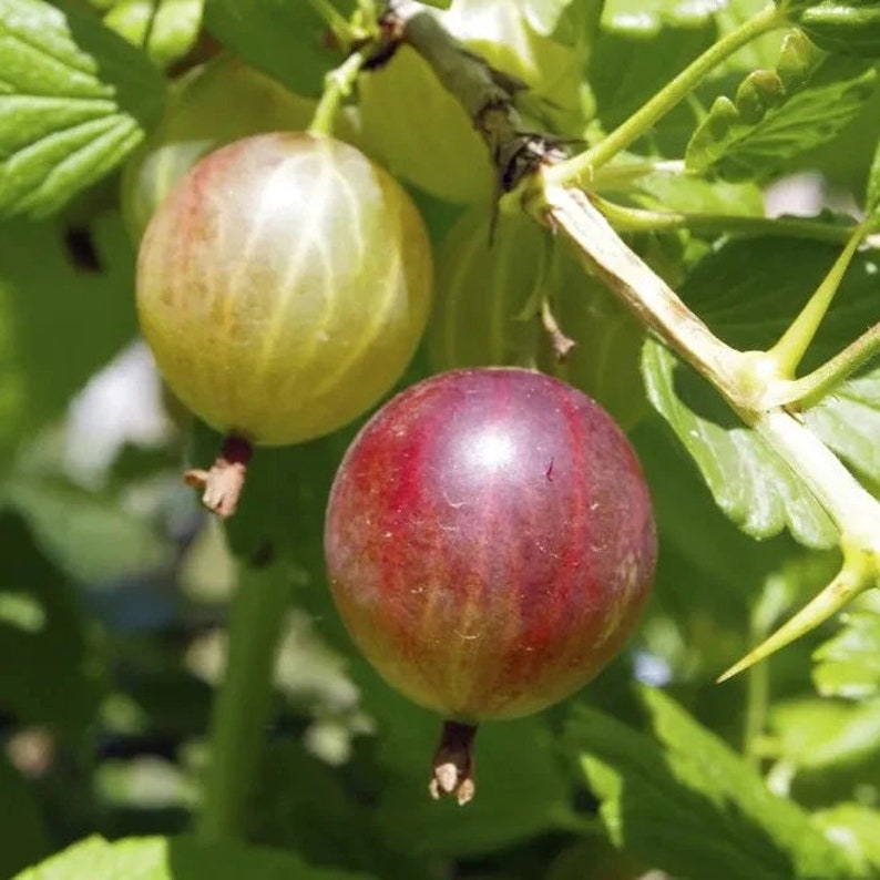 Gooseberry Live Plant 4” Pot 'Jahn's Prairie' Ribes oxyacanthoides - Hardy Fruit for Zones 3-6, Full Sun to Part Shade