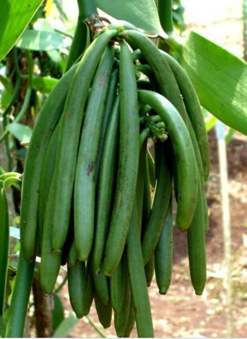 Vanilla Bean Orchid Plant 8" Hanging Basket - Vanilla planifolia - Large Green Vines for Indoor Gardening and Culinary Use