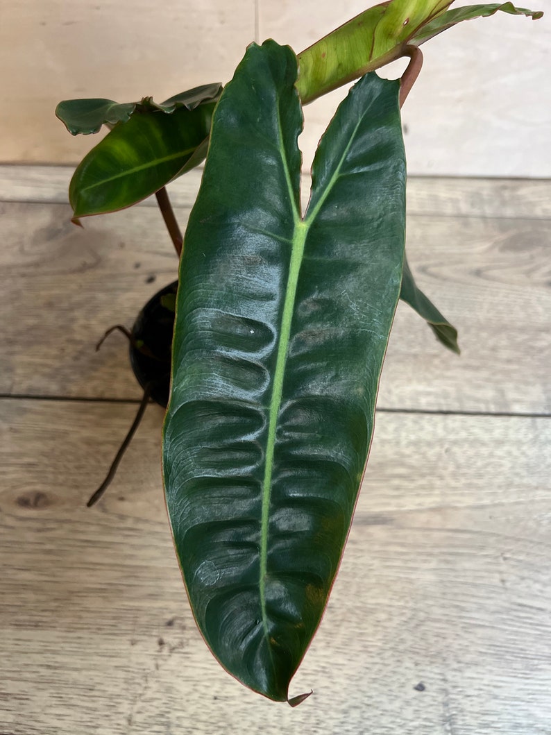 Philodendron Billietiae 4" Pot - Tropical Aroid Vine, Bright Green Leaves, Philodendron billietiae, Indoor Plant Decor