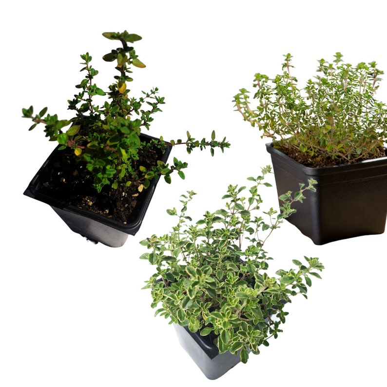 Organic Thyme Trio Plant Collection - 3-Pack English, Lemon, Golden Variegated Thyme - Thymus vulgaris - 2.5" Pots