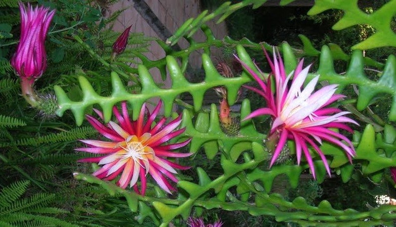 Ric Rac Cactus 4" Pot | Zig Zag Cactus | Disocactus anguliger | Easy Care Indoor Plant for Home Decor