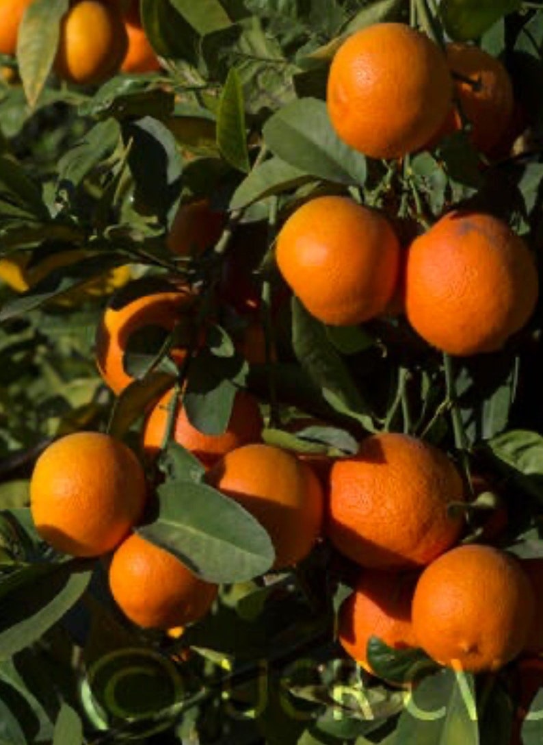 Red Lime Tree 1/2 Gallon Pot Grafted Citrus Plant Unique Red Fruit Citrus latifolia Florida Shipping Only