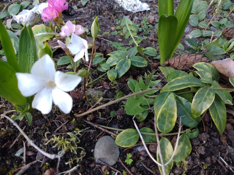 Variegated Vinca Cuttings - 5 Live Periwinkle Clippings for Propagation, Groundcover with White Flowers (Vinca Minor)
