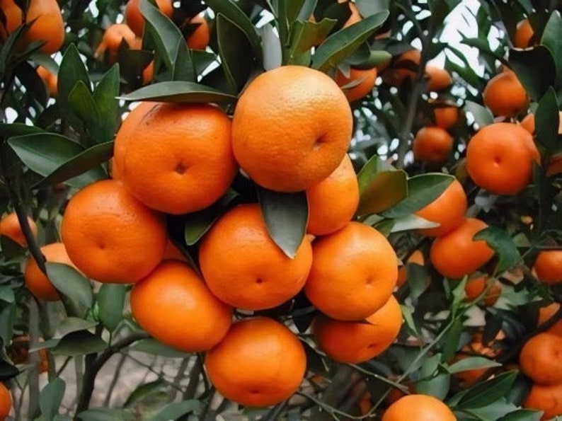 Ponkan Mandarin Tree - 1/2 Gallon Pot - Citrus Reticulata - Juicy Sweet Tangerine with Fragrant Blossoms for Home Garden