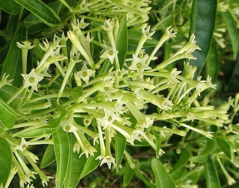Night Blooming Jasmine Plant 4" Pot Cestrum nocturnum Fragrant White-Yellow Flowers Easy Care Indoor/Outdoor