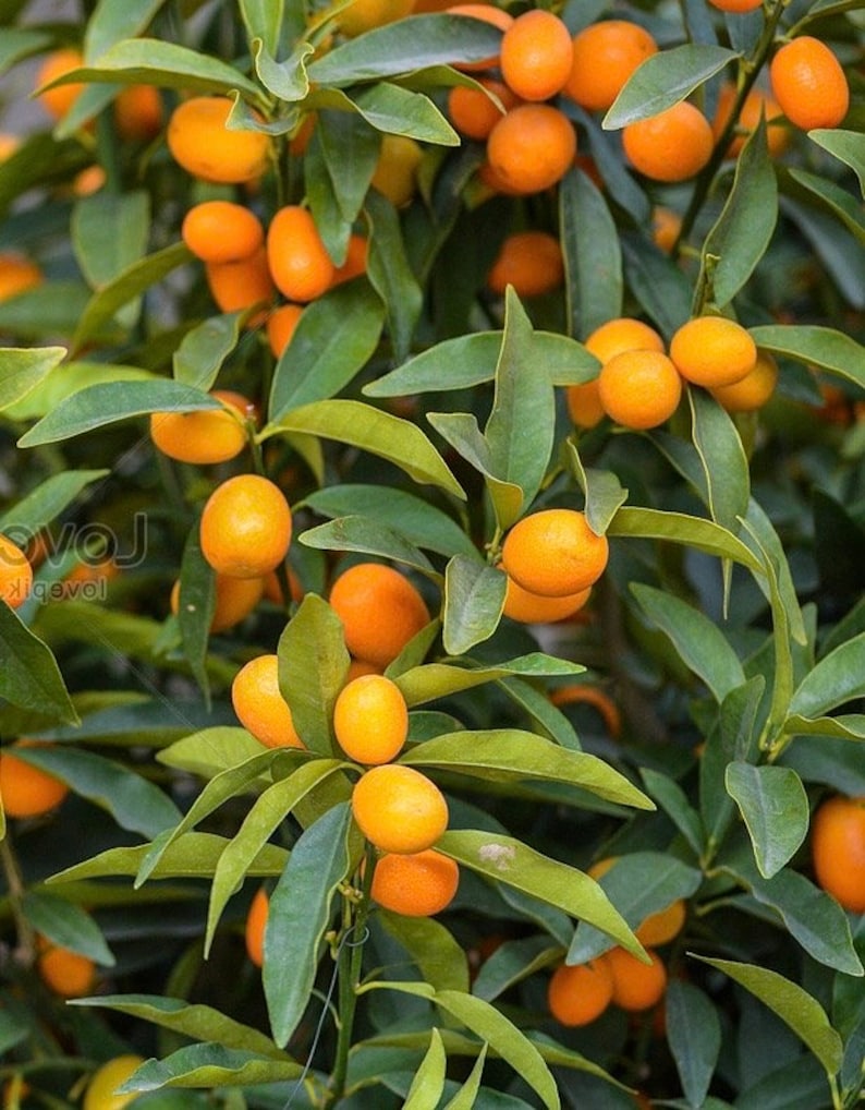Callie Kumquat Tree - 1/2 Gallon - Meiwa & Nagami Hybrid - Fortunella margarita - Florida Shipping Only