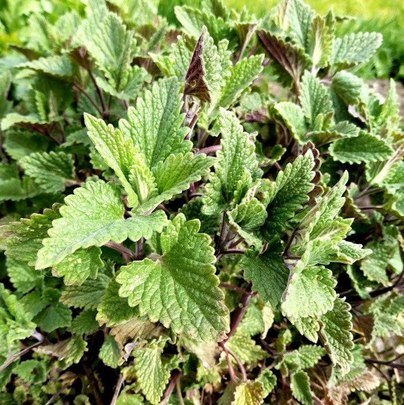 Catnip Live Cuttings - 5 Organic Unrooted Clippings - Nepeta cataria - Perennial Herb for Teas & Cooking