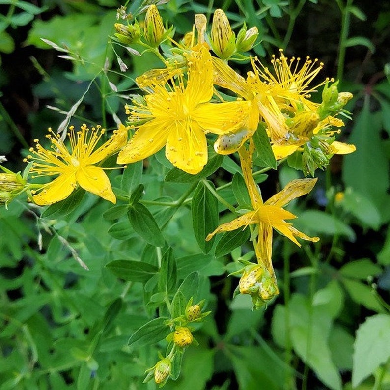 St. John's Wort Cuttings - 5 Herb Clippings for Propagation - Hypericum perforatum - Easy to Grow Perennial Plant