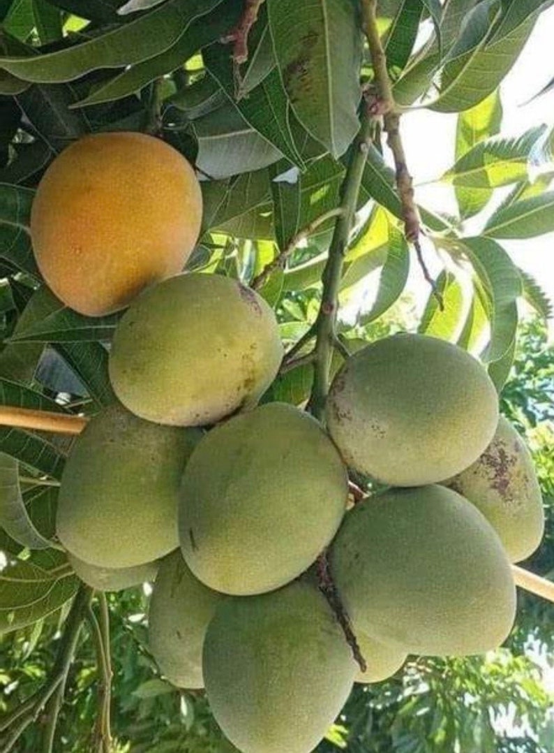 Fruit Punch Mango Tree, Grafted 3 Gallon Pot, Sweet Hybrid Mango, Mangifera indica - Ideal for Home Gardens and Patios