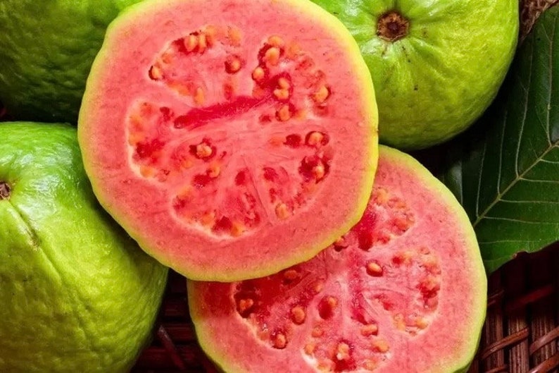 Ruby Supreme Guava Plant in 10" Pot, Pink Guava Tree, Psidium guajava, Tropical Fruit Plant for Indoor or Patio Gardening