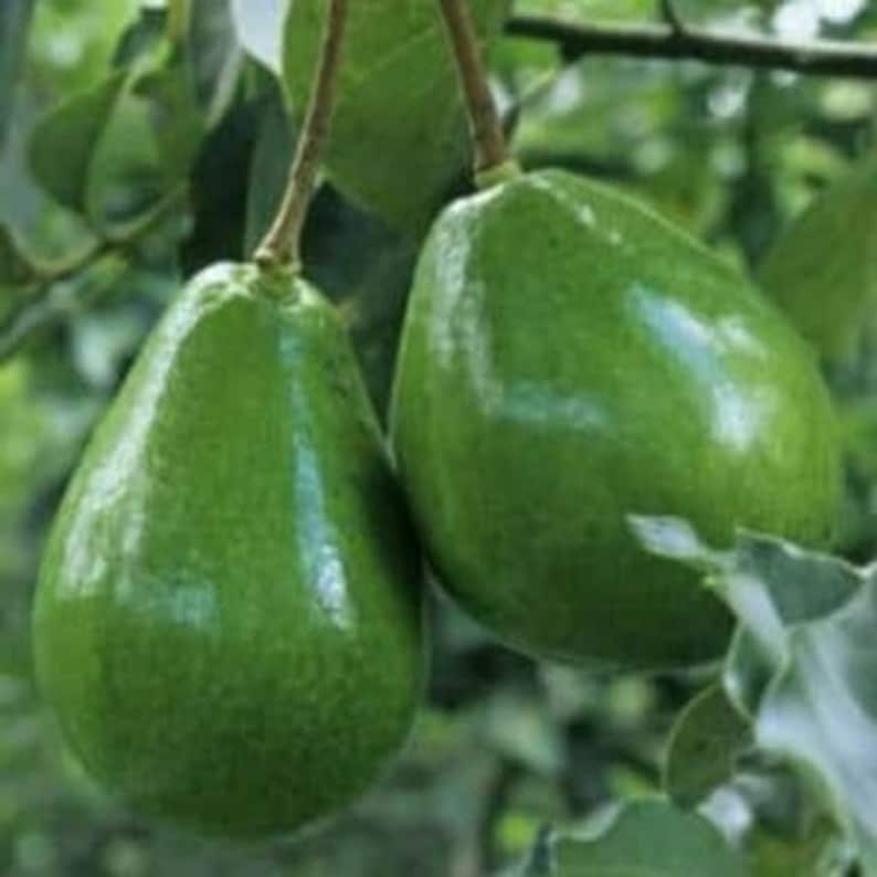 Black Princess Avocado Tree 3 Gallon Pot Cold Hardy Variety Persea americana
