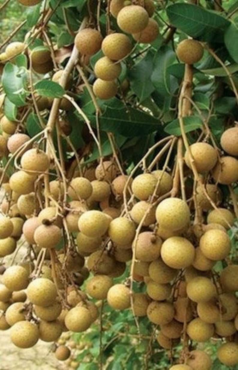 Kohala Longan Tree 10" Pot, Sweet Butterscotch Fruit, Dimocarpus longan, Air Layered, No Ship to HI or CA