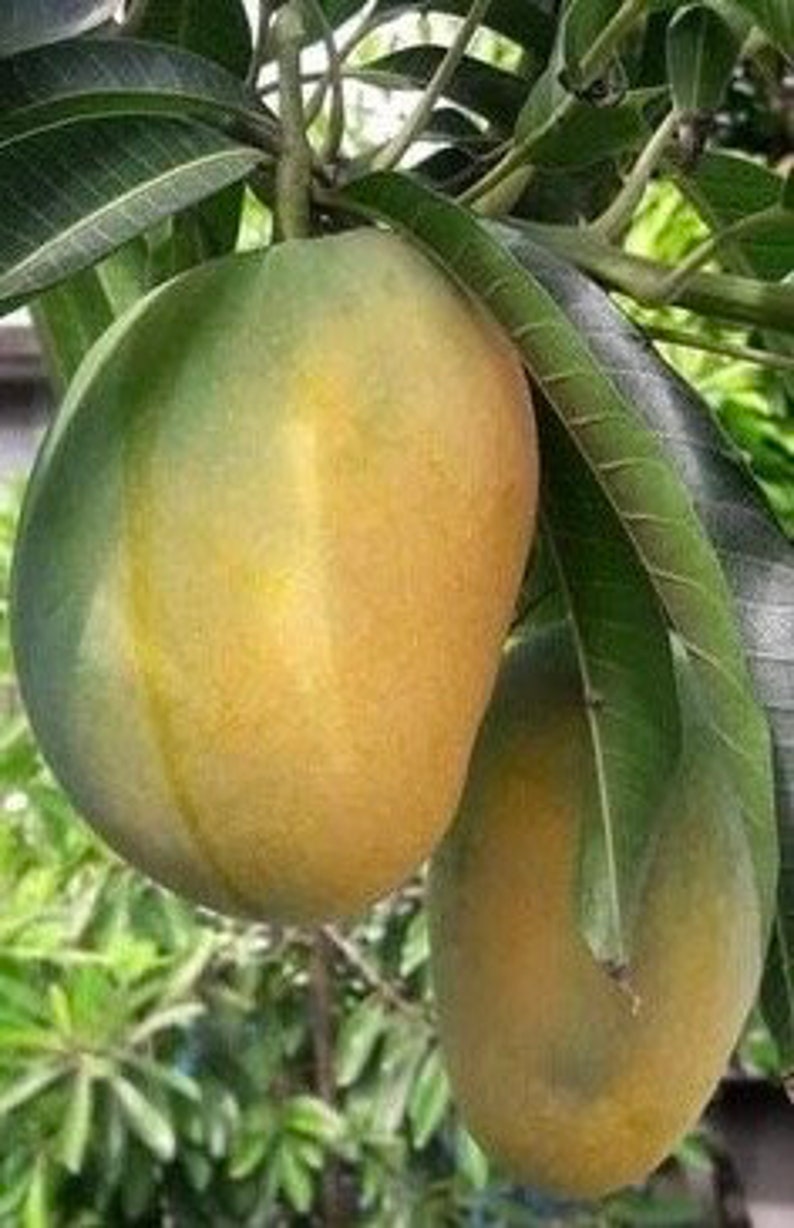 Manila Mango Tree 10" Pot Grafted Ataulfo Mango Sweet Fruit Mangifera indica