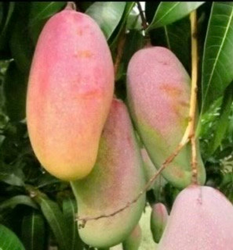 Maha Chanok Mango Tree, 3 Gallon Pot, Rainbow Mango, Mangifera indica - Not Shippable to CA & HI