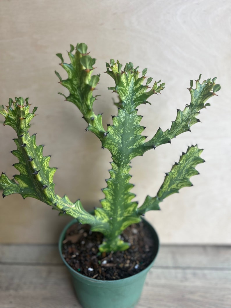 Euphorbia Lactea Variegated Dragon Bone Succulent 6" Pot, Rare Cactus Alternative, Unique Lacei Variegata Plant