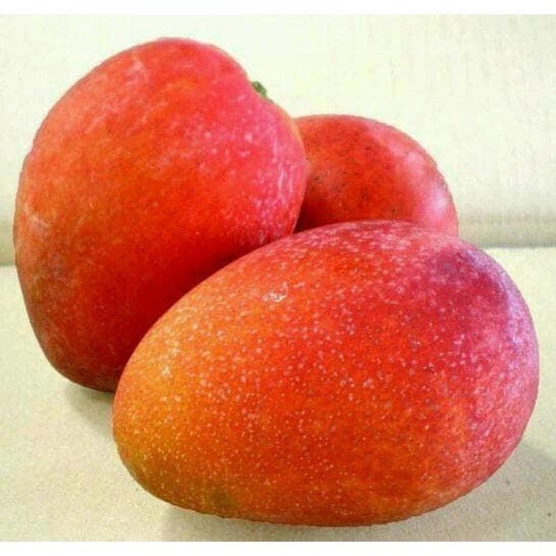 Jakarta Mango Tree 3 Gallon Pot Grafted Tropical Fruit Tree Mangifera indica No Ship to CA HI