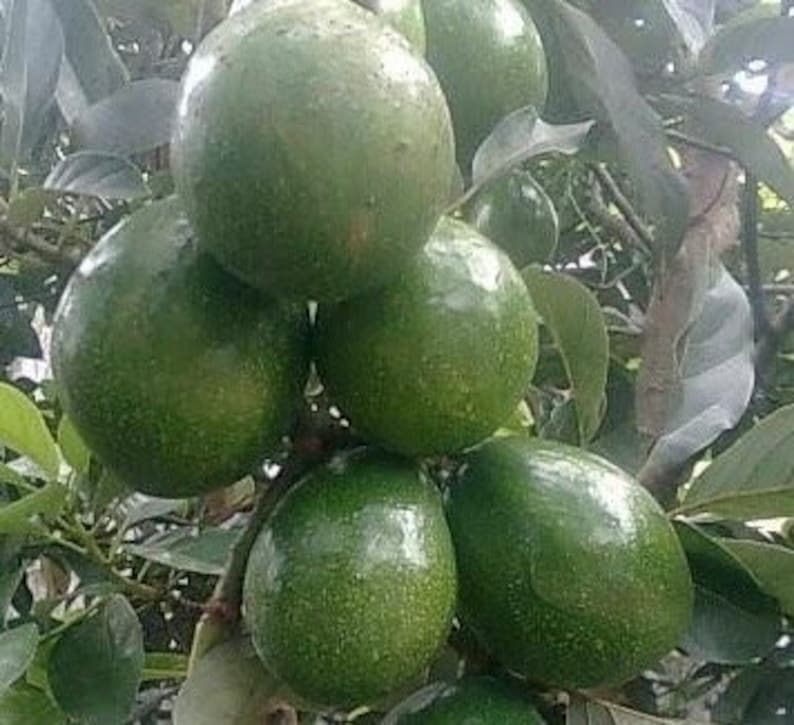 Marcus Pumpkin Avocado Tree 3 Gallon Cold Hardy Grafted Persea americana - Large Fruit, Full Sun, Ideal for Zones 9-11