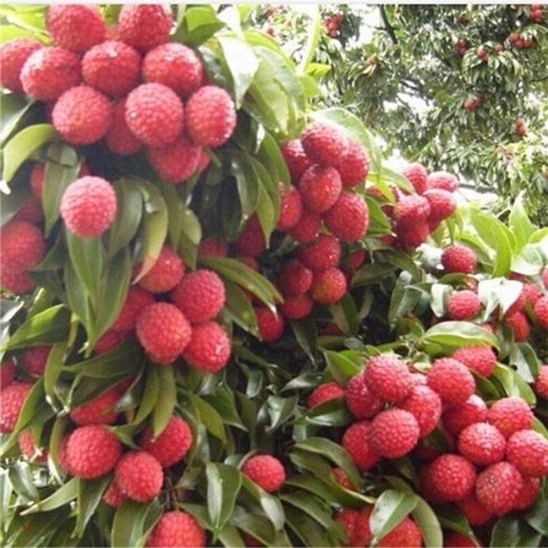 Mauritius Lychee Tree in 3-Gallon Pot - Litchi chinensis, Early-Producing Tropical Fruit, Ideal for South Florida Gardening