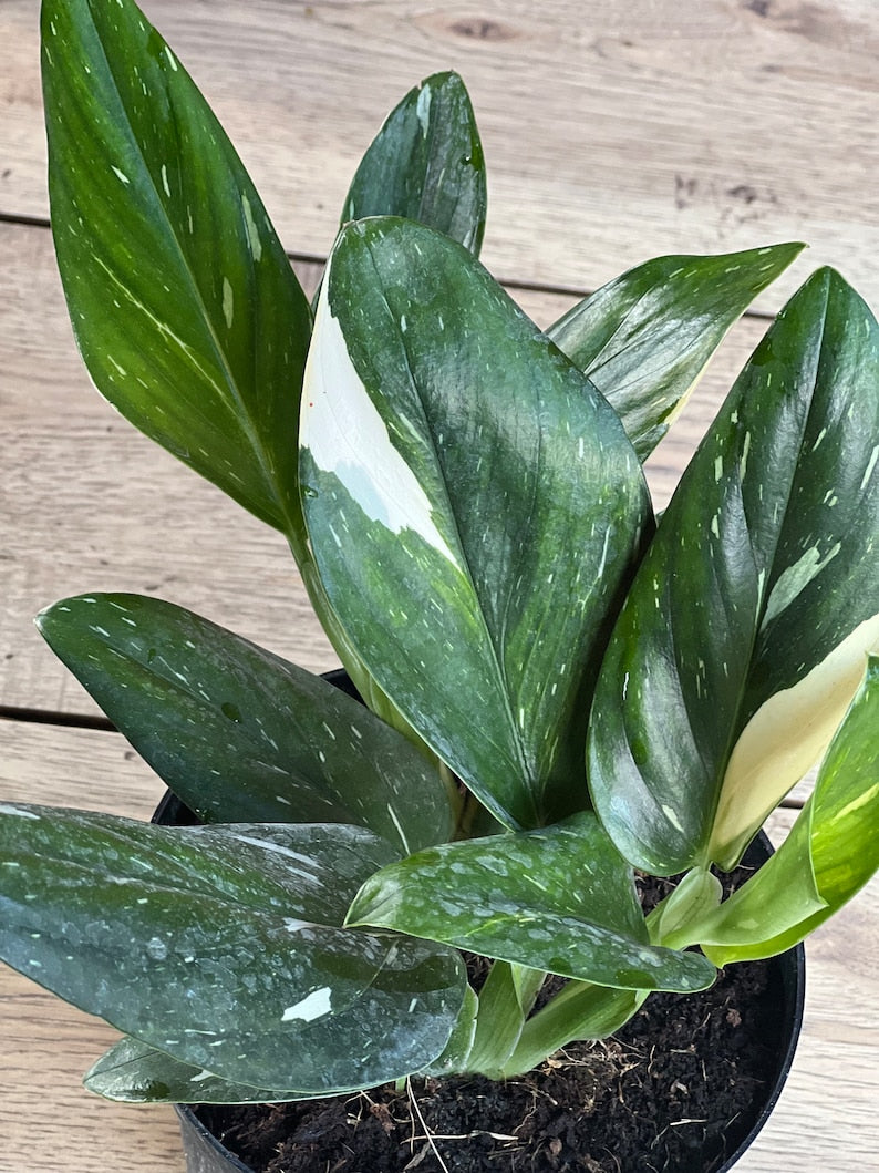 Monstera Standleyana Albo 6" Pot - Rare Philodendron Cobra, Variegated Green & White, Easy Care Tropical Houseplant