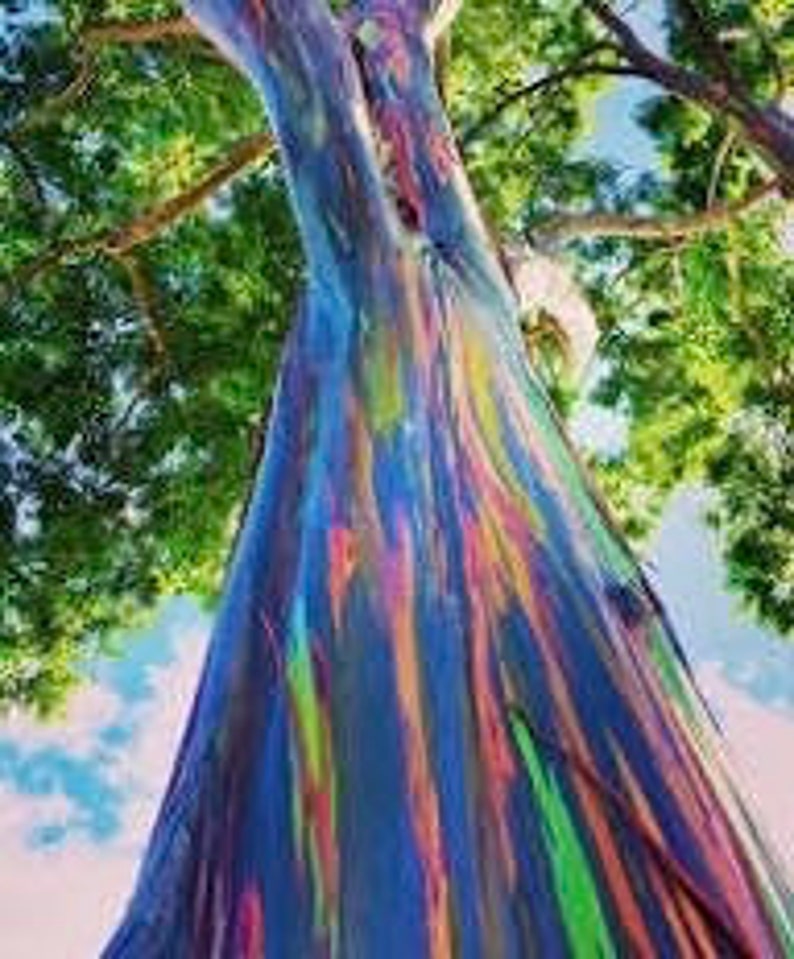Rainbow Eucalyptus Tree 4" Pot, Multicolor Bark, Eucalyptus deglupta, Fast-Growing Indoor/Outdoor Plant