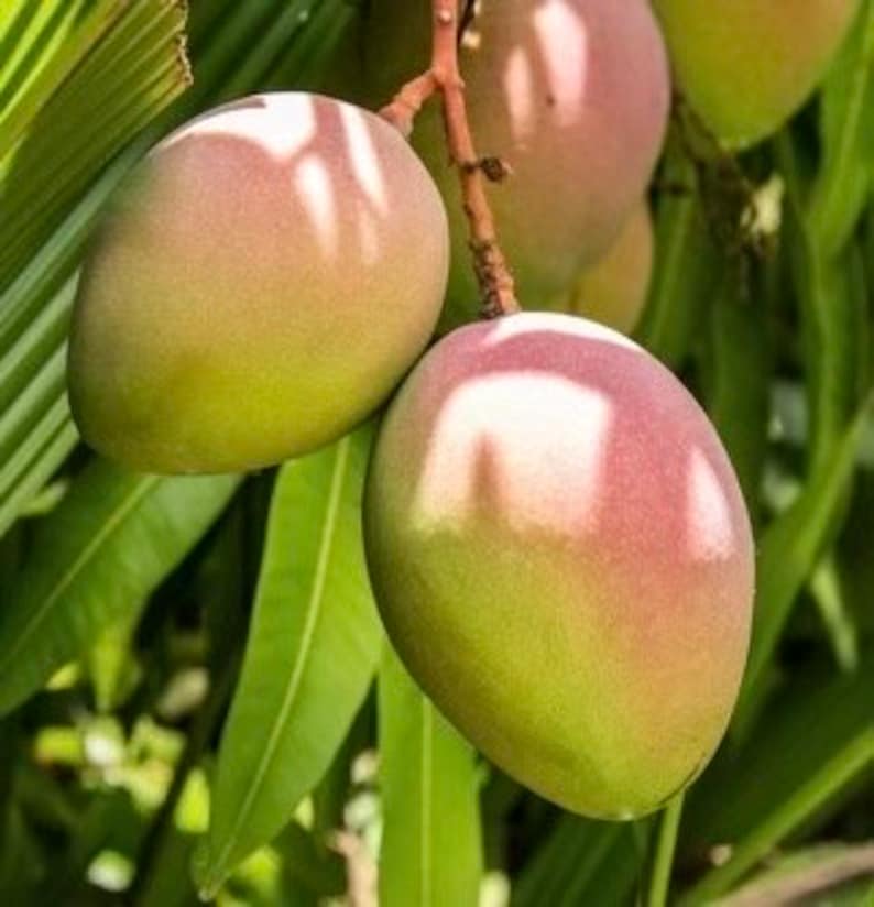 Karen Michelle Mango Tree 3 Gallon Grafted Variety Mangifera indica - Delicious Flavor, Tropical Fruit for Home Garden