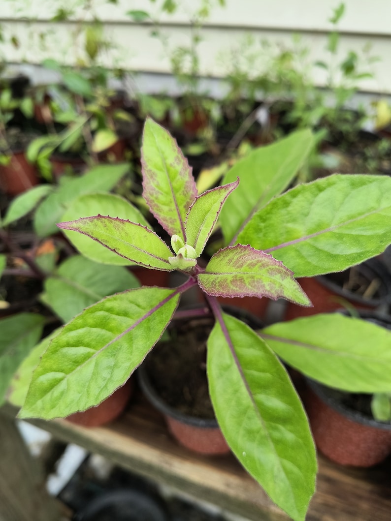 Organic Longevity Spinach Plant - 4 Inch Pot - Well Rooted Live Plant - Tree Spinach (Gynura crepidioides)