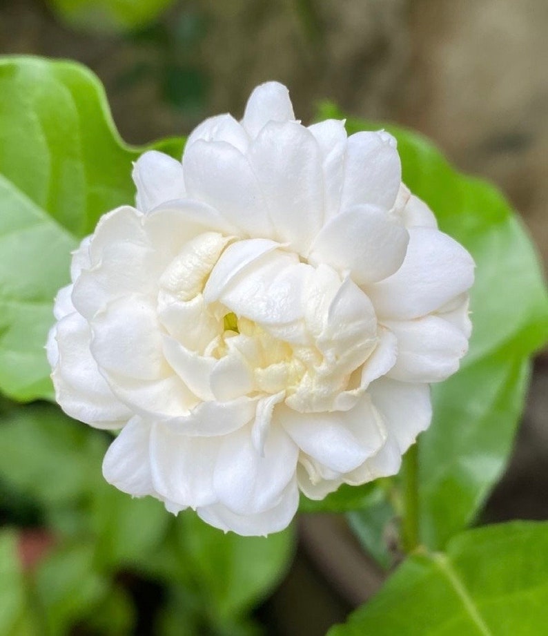 Jasmine Plant 6" Pot Grand Duke of Tuscany Fragrant Flowers Jasminum sambac for Garden and Patio Decor