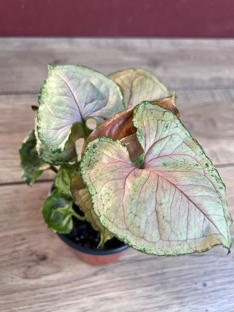 Syngonium Strawberry Ice Plant 4" Pot | Variegated Houseplant | Syngonium podophyllum | Indoor Climbing or Trailing Plant