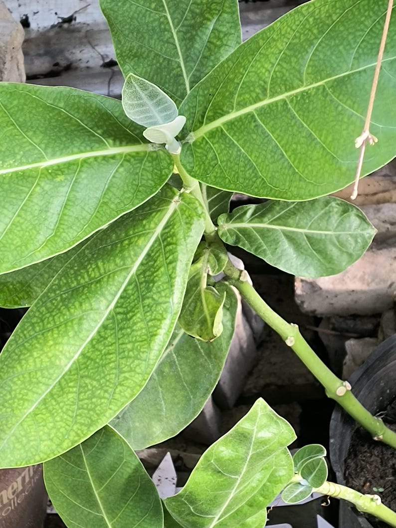 Giant Milkweed Live Plant 8-14 Inch Half Gal Pot Lavender Flowers Asclepias calotropis Gigantea Fast Growing Shrub