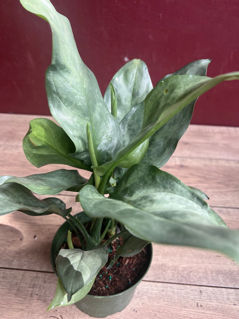 Aglaonema Plant 6" Pot Ghost Variety Silver-Grey Foliage Aglaonema commutatum Easy Care Houseplant for Indoor Spaces