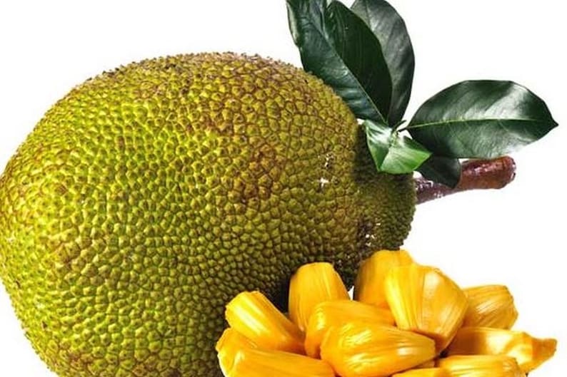 Golden Nugget Jackfruit Tree - 3 Gallon Pot, Grafted, Artocarpus heterophyllus - Tropical Fruit Plant for Home Garden