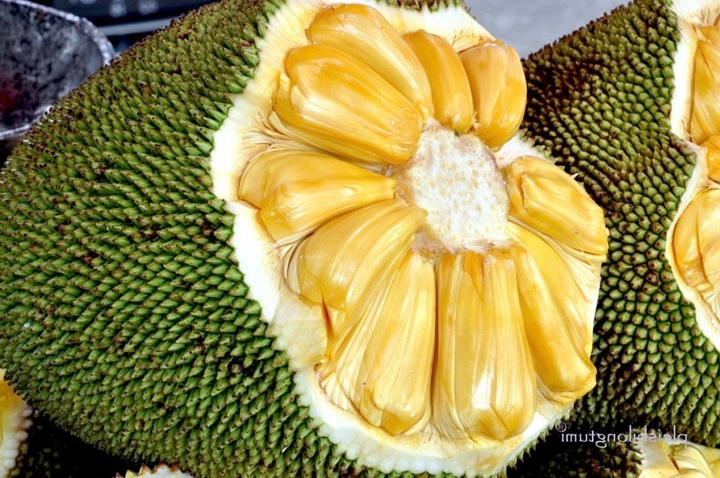 Dwarf Jackfruit Tree 3 Gallon Pot J31 Variety Grafted Artocarpus heterophyllus Sweet Aromatic Fruits