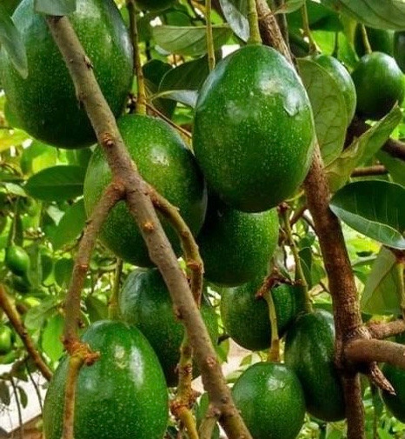 Simmonds Avocado Tree 3 Gallon Pot Grafted Persea americana Ideal for Home Gardeners No Ship to CA HI