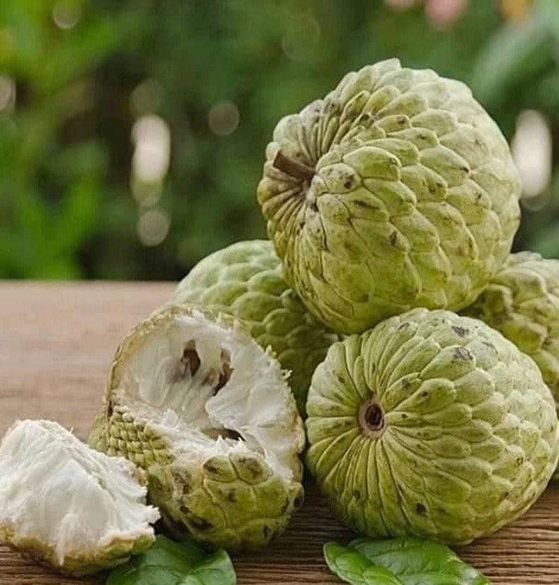 Sugar Apple Plant 10" Pot Srikaya Annona Squamosa Sweet Custard Fruit Tree for Home Garden