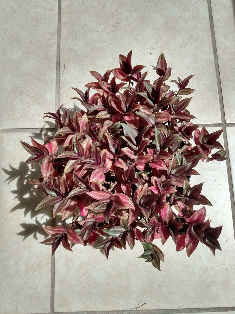 Mini Tradescantia Zebrina Plants - 2 Rooted + 1 Free Cutting - Easy Care Houseplant - Tradescantia zebrina