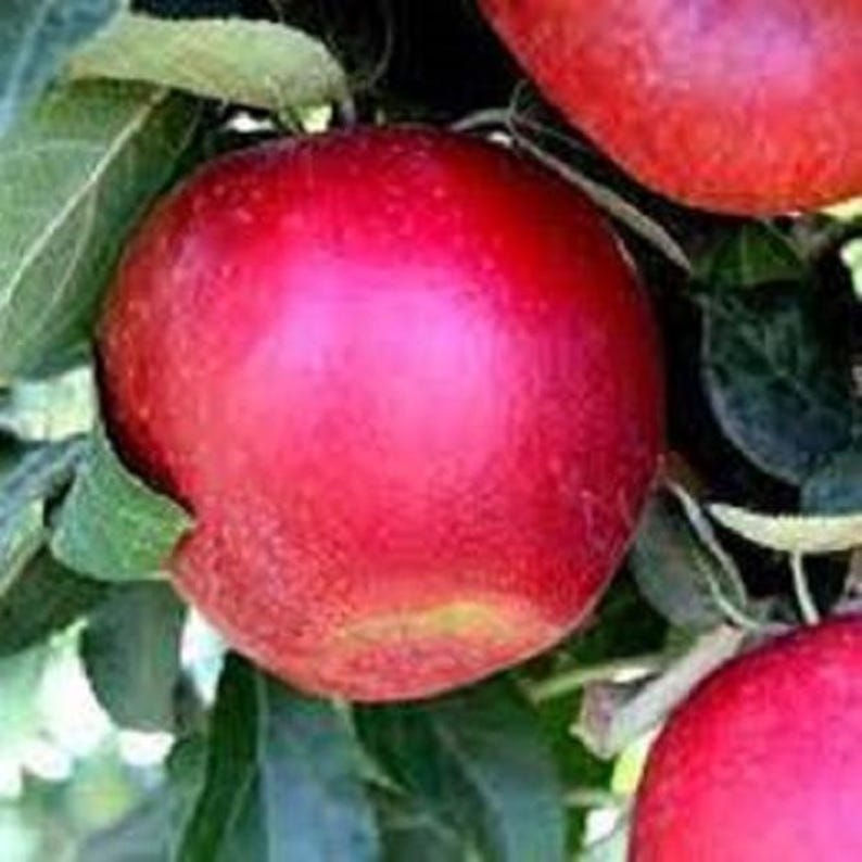 Apple Tree 2 ft Tall - Malus domestica - Home Garden Variety - Sweet Crisp Apples - Easy Care & Attractive Foliage