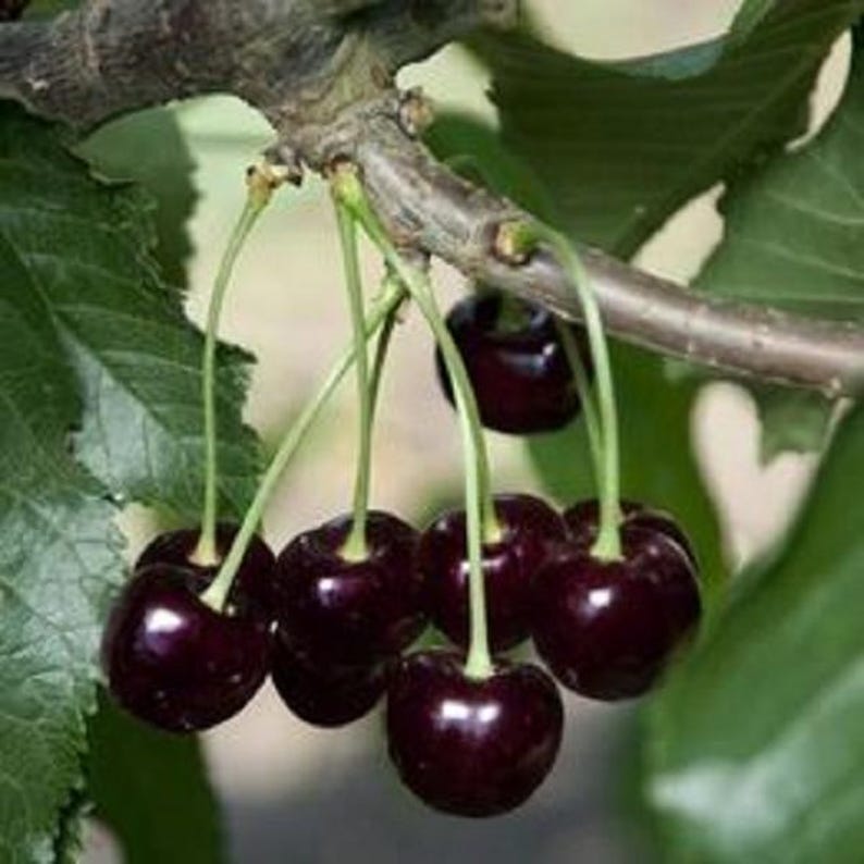 Black Cherry Tree - Up to 4 ft - Prunus serotina - Ideal for Landscaping & Gardens - Deciduous Live Plant