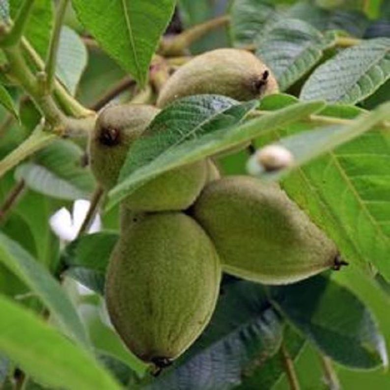 Large Paper Shell Pecan Tree - Up to 4 ft - Carya illinoinensis - Ideal for Shade Pots - Perfect for Home Gardens
