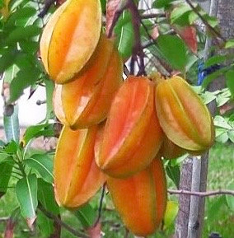 Star Fruit Tree Grafted 3 Gallon Kari Averrhoa Carambola Sweet Yellow Fruit Ideal for Containers Northern Zones