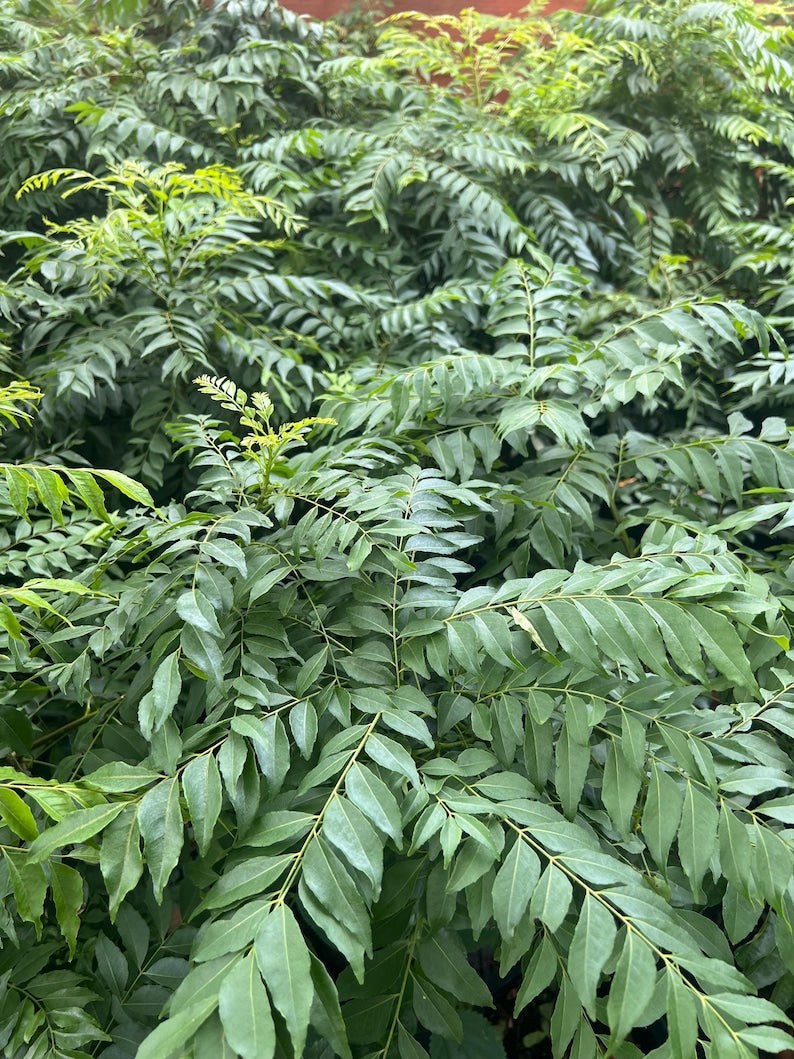 Curry Leaf Plant 4" Pot, Murraya Koenigii, Aromatic Culinary Herb, Fast-Growing Evergreen Spice Foliage