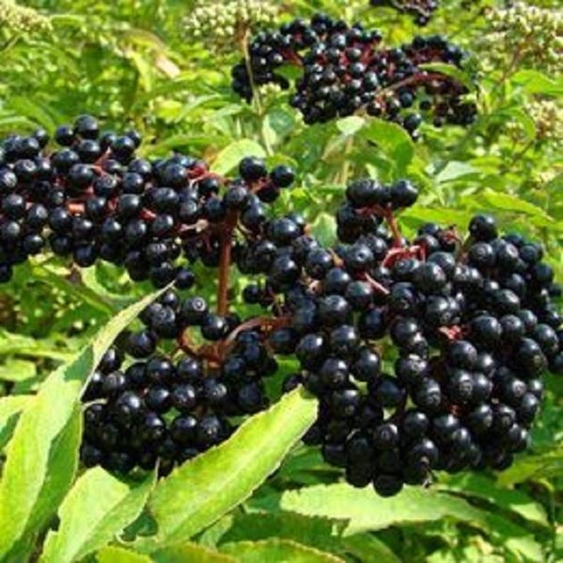 Elderberry Bush - Large Well-Rooted Plant - Sambucus nigra - Healthy Garden Stock for Landscaping